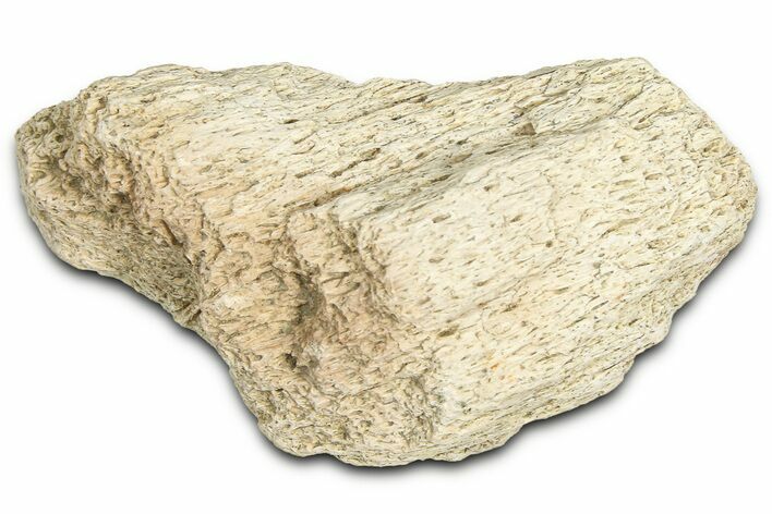 Dinosaur (Triceratops) Frill Shield Section - Montana #366641